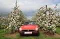 MG Bloesemrit op 24-4-2016 org. Jos&Marie-lou  (266)